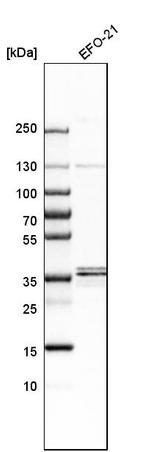 RRAGA/RRAGB Antibody in Western Blot (WB)