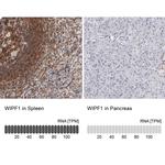 WIPF1 Antibody