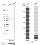 Tara Antibody in Western Blot (WB)