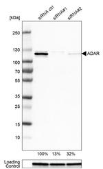 ADAR Antibody in Western Blot (WB)