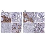 PCSK1N Antibody in Immunohistochemistry (IHC)