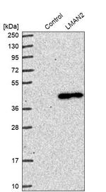 VIP36 Antibody in Western Blot (WB)