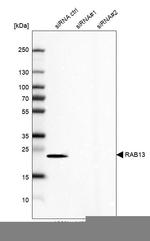 RAB13 Antibody