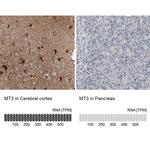 MT3 Antibody