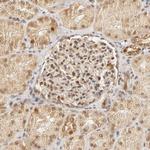 TAF10 Antibody in Immunohistochemistry (IHC)