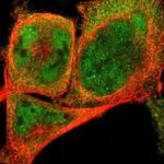 NEMF Antibody in Immunocytochemistry (ICC/IF)