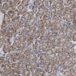 COX6B1 Antibody in Immunohistochemistry (IHC)