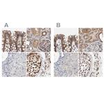 AFG3L2 Antibody in Immunohistochemistry (IHC)