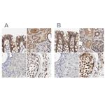 AFG3L2 Antibody in Immunohistochemistry (IHC)