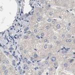 AFG3L2 Antibody in Immunohistochemistry (IHC)