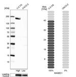 MAGEC1 Antibody