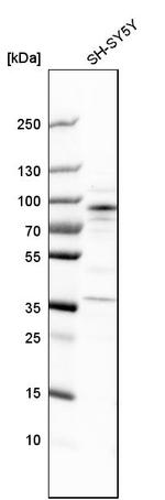 ARHGEF7 Antibody in Western Blot (WB)