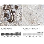 Filamin B Antibody