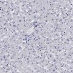 LAMP5 Antibody in Immunohistochemistry (IHC)