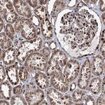 EYA4 Antibody in Immunohistochemistry (IHC)