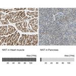 NNT Antibody