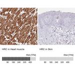 HRC Antibody