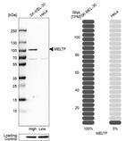 MFI2 Antibody