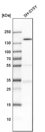 TULP4 Antibody in Western Blot (WB)