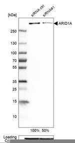 ARID1A Antibody