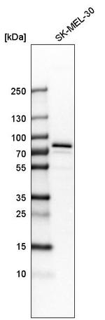 GYG2 Antibody in Western Blot (WB)