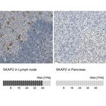 SKAP2 Antibody