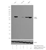 TRIM21 Antibody