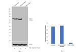 TRIM21 Antibody in Western Blot (WB)