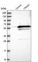 TRIM21 Antibody in Western Blot (WB)