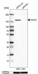 TACC3 Antibody