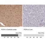 PCP4 Antibody