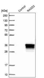 RASD2 Antibody in Western Blot (WB)