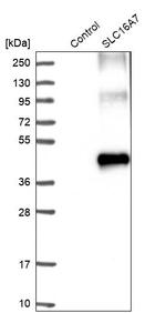 MCT2 Antibody in Western Blot (WB)