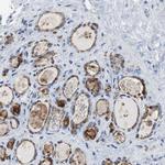 LRP2 Antibody in Immunohistochemistry (IHC)