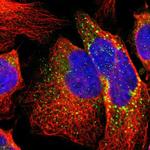 B3GNT2 Antibody in Immunocytochemistry (ICC/IF)