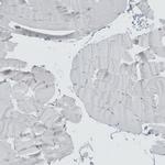 Lass3 Antibody in Immunohistochemistry (IHC)