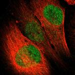 Lass3 Antibody in Immunocytochemistry (ICC/IF)