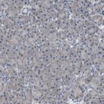 SCIMP Antibody in Immunohistochemistry (IHC)