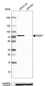 PDZK1 Antibody