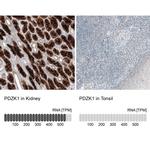 PDZK1 Antibody