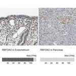 RBFOX2 Antibody in Immunohistochemistry (IHC)