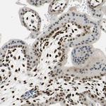 RBFOX2 Antibody in Immunohistochemistry (IHC)