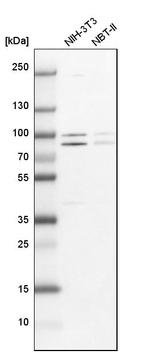 PARN Antibody in Western Blot (WB)