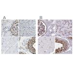 AKAP12 Antibody in Immunohistochemistry (IHC)