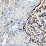 AKAP12 Antibody in Immunohistochemistry (IHC)