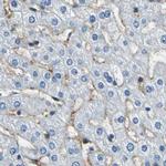 AKAP12 Antibody in Immunohistochemistry (IHC)