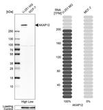 AKAP12 Antibody