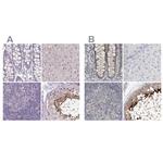 ACTRT2 Antibody in Immunohistochemistry (IHC)