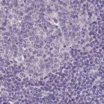 ACTRT2 Antibody in Immunohistochemistry (IHC)