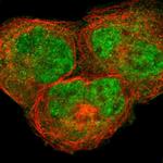 TAF6 Antibody in Immunocytochemistry (ICC/IF)